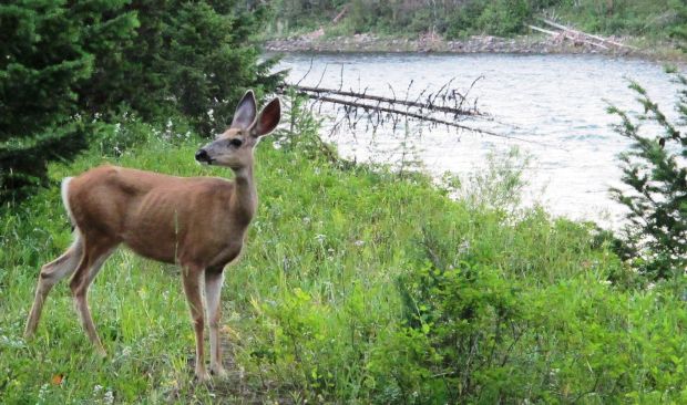 FWP Cuts SE Montana Mule Deer Doe Tags As Population Falls