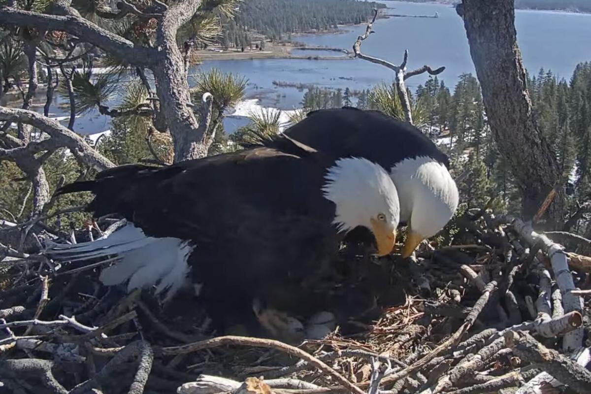 Hatch watch is underway at a california bald eagle nest monitored by a
