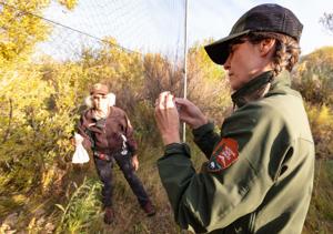 She gives a hoot: Yellowstone’s Katy the owl lady uplifts bird program