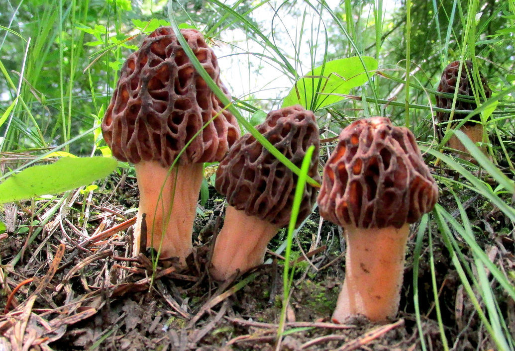 Last year's forest fires mean healthy morel mushroom crop in Montana