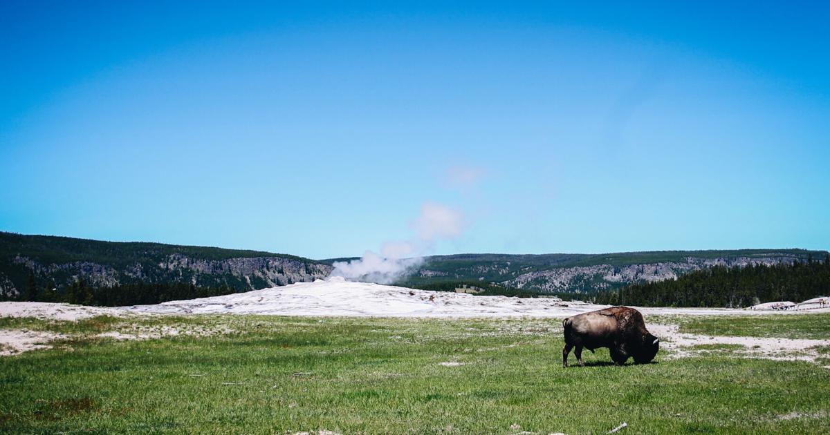 BFC supports treaty rights and natural migrations of Yellowstone’s buffalo