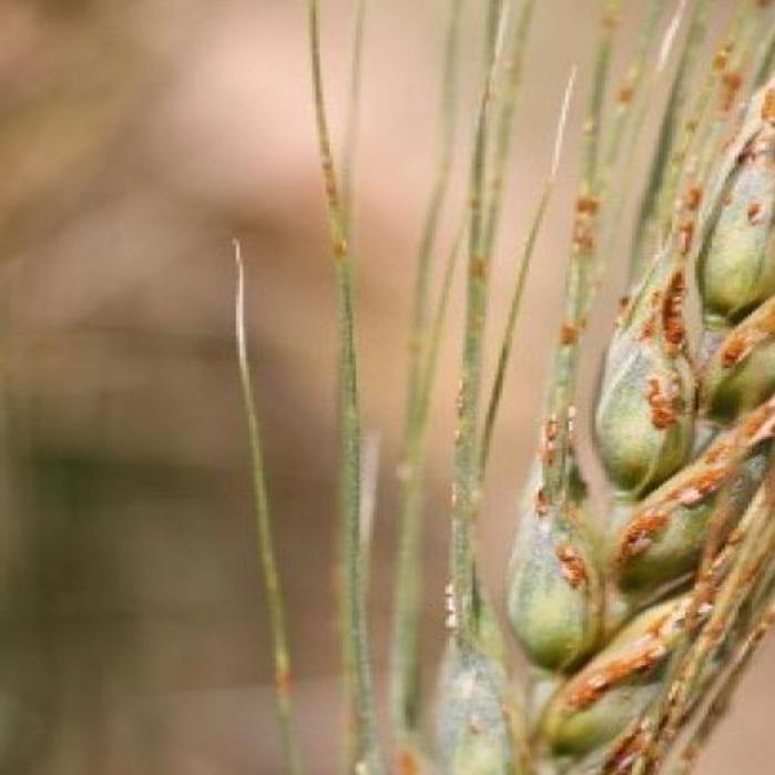 Montana Wheat Crops Hit With Fungal Diseases Montana News