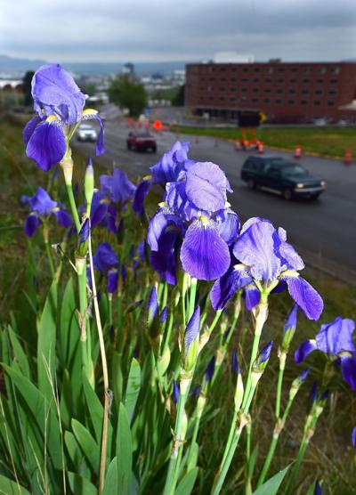 Flowers bloom on North 27th Street