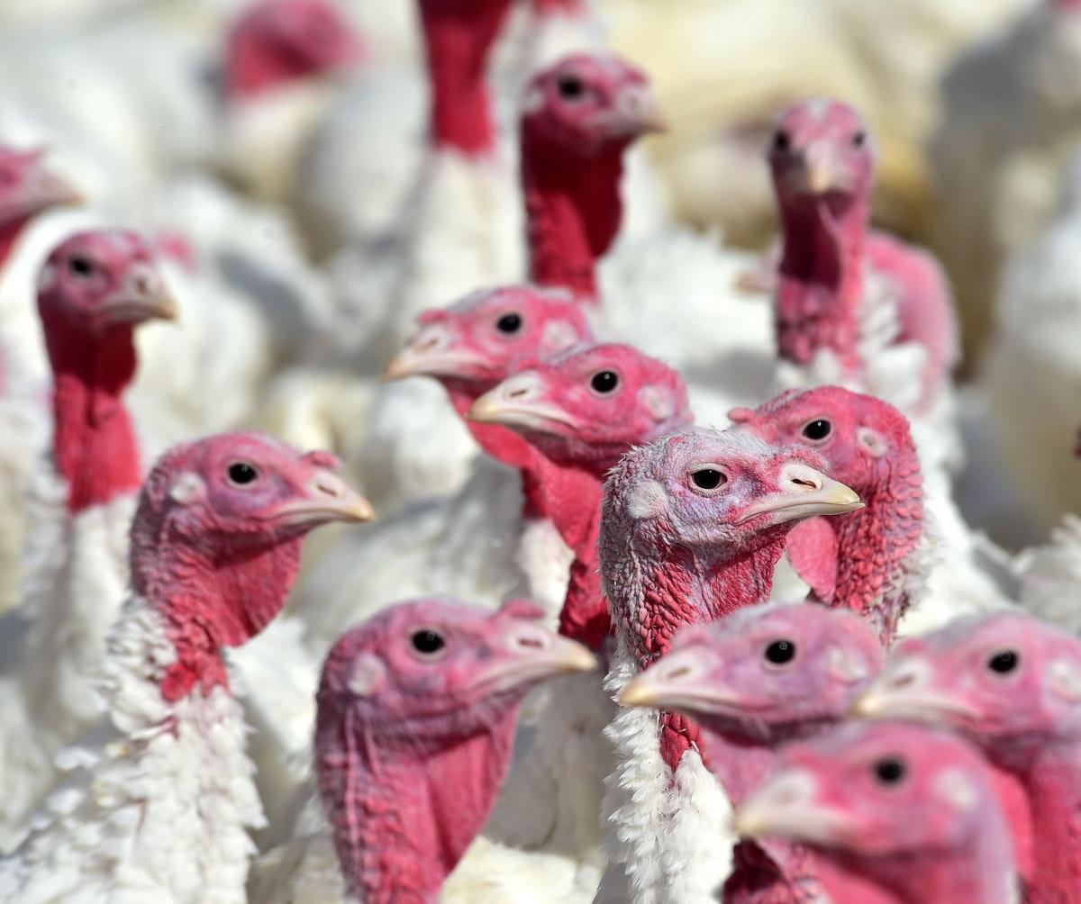 As Thanksgiving approaches, Hutterite colonies are bringing their ...