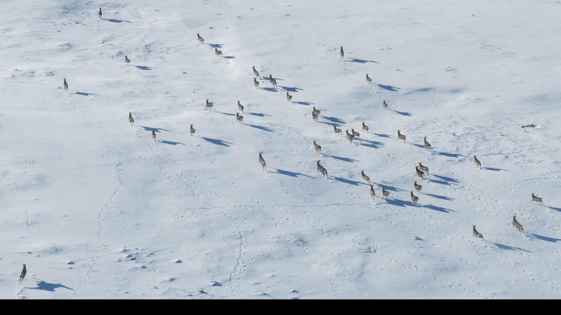 Mule Deer Whitetails Survive Tough Winter In Northeast Montana