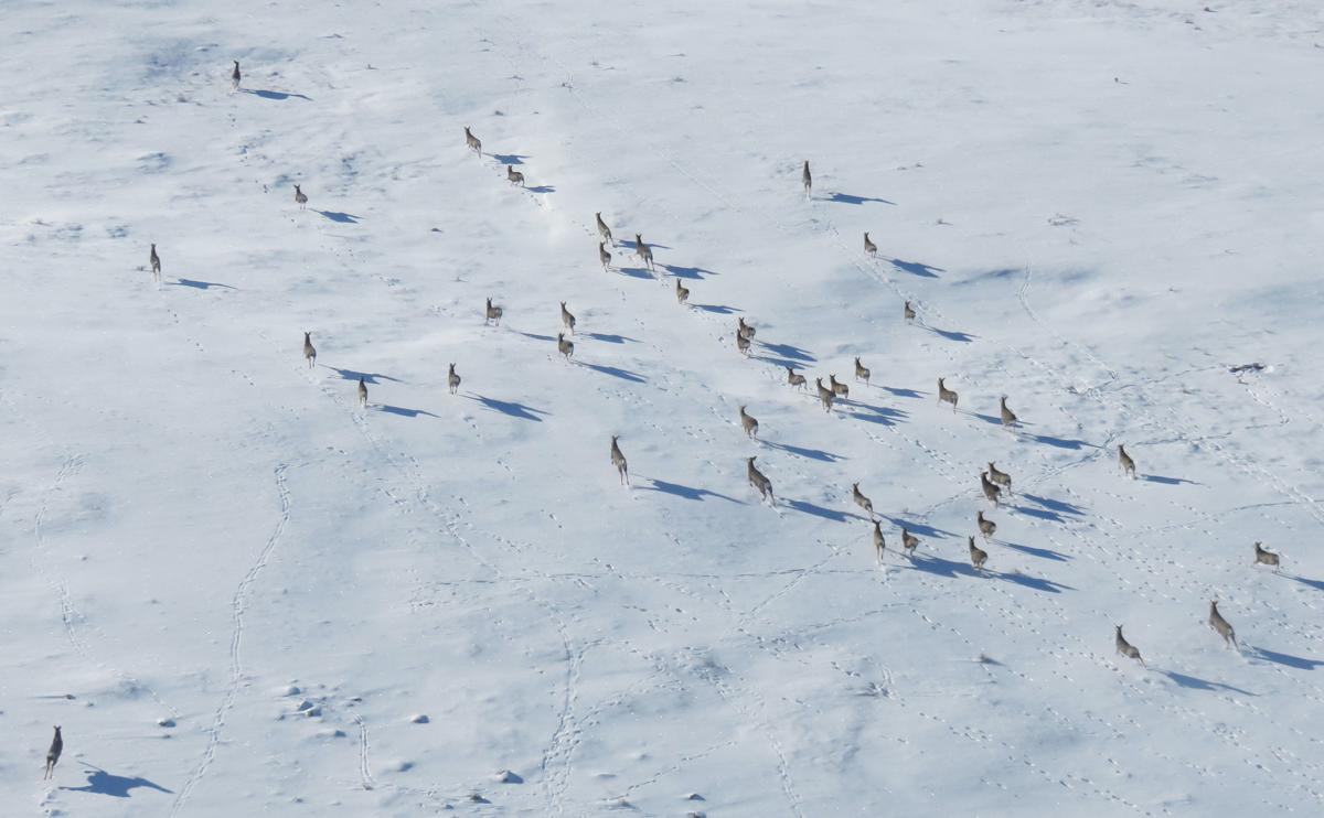 Mule Deer Whitetails Survive Tough Winter In Northeast Montana