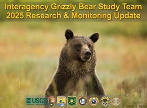 Grizzly bear monitoring