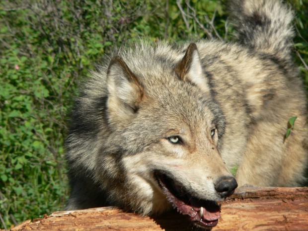 Montana wolf population up 15 percent | Montana News | billingsgazette.com