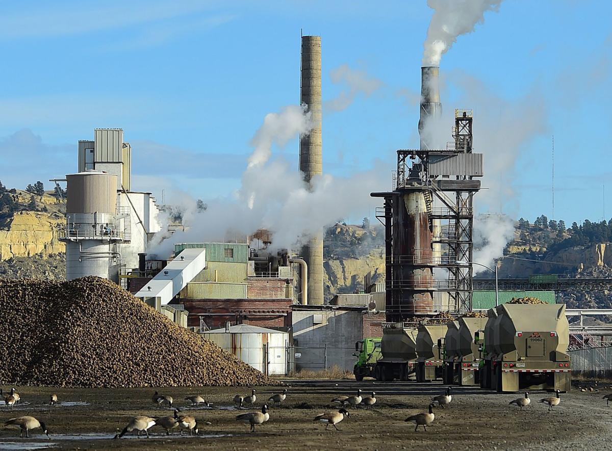 Trucks unload sugar beets