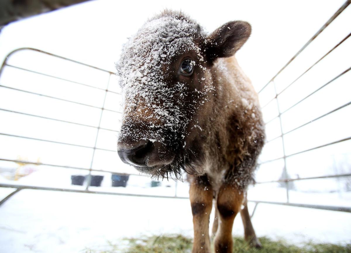 A baby bison named Bert