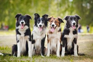 Pet-Wild-Animal-1030x685.jpg