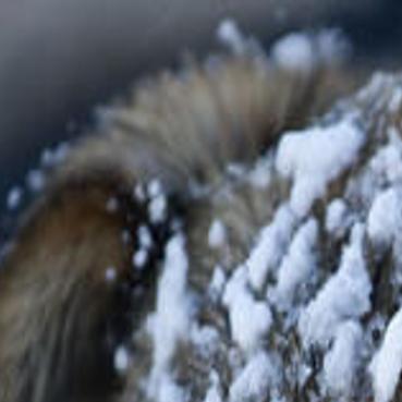 It S The Dog Days Of Winter Lifestyles Billingsgazette Com