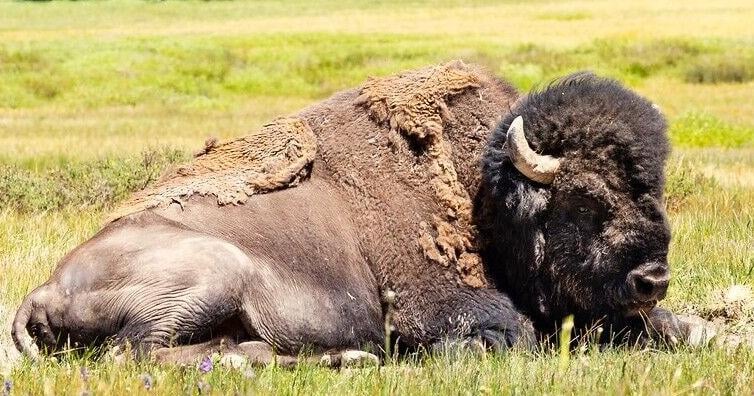 Feds rap Montana, say Yellowstone bison lawsuit complete without superintendent's texts