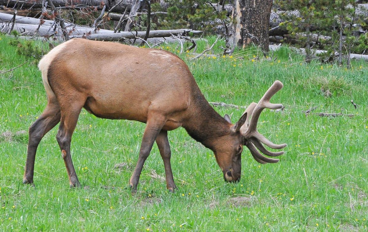 A salute to elk These crafty creatures continue to capture our