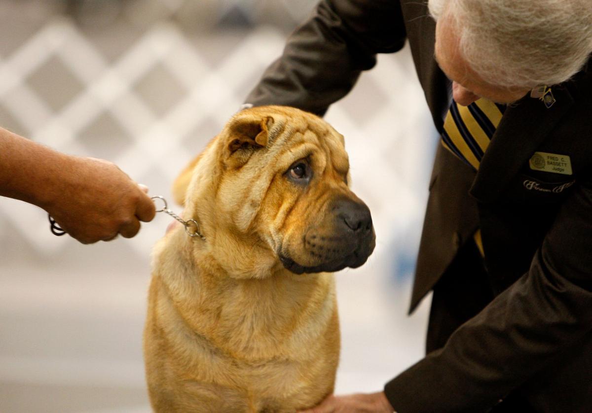 A collection of dog photos to make you smile Local News