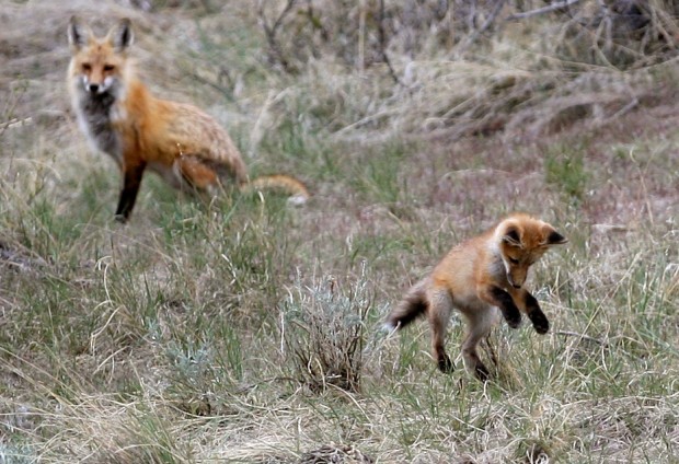 Red fox