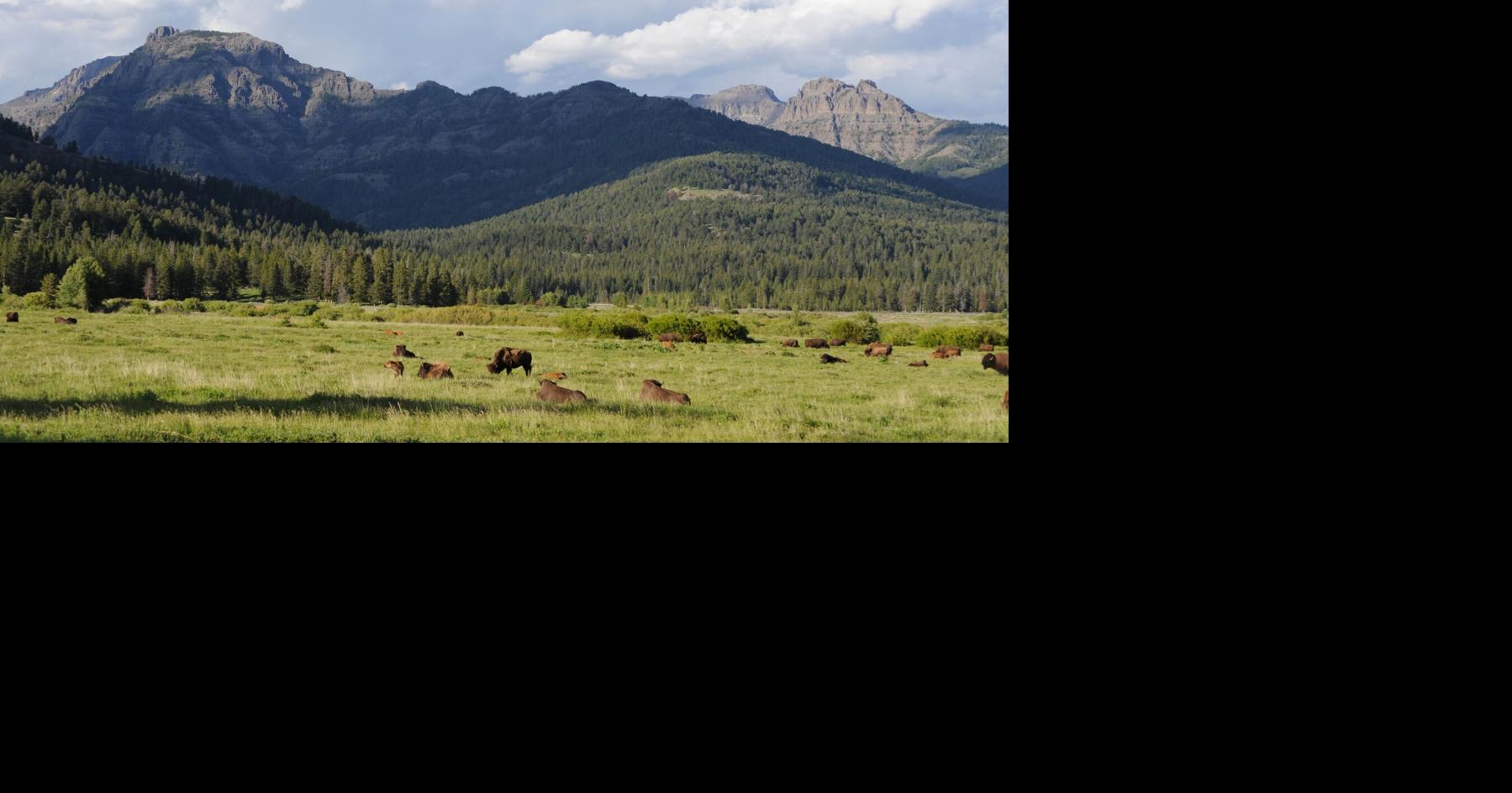 Judge denies Yellowstone's request to stall bison lawsuits