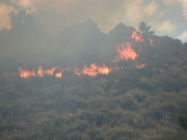 Wyoming wildfire burns through bighorn sheep area