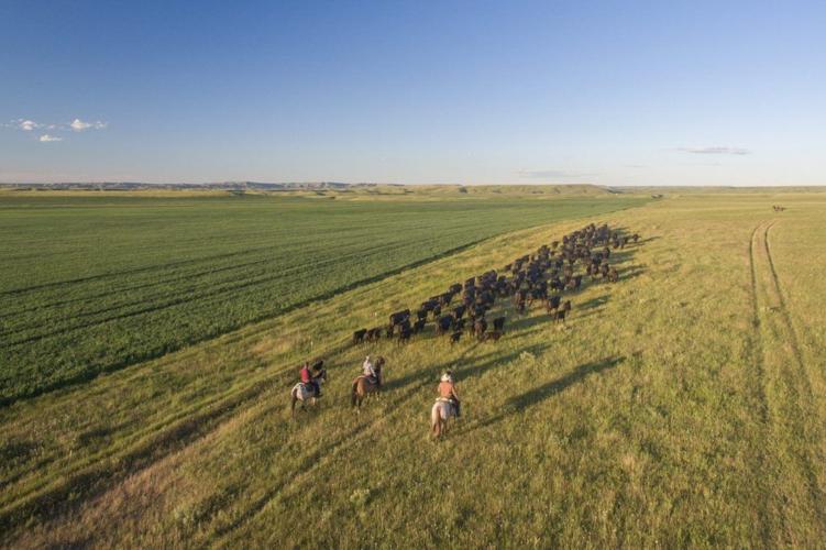 Experience the Authentic West: Rodeos, Cowboys and Heritage