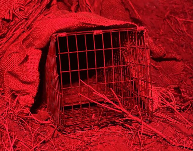 Scientists studying pygmy rabbits that rely on sagebrush