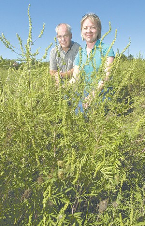 Farmers cultivate allergy sufferers' worst nightmare