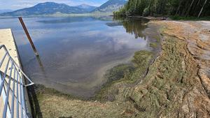 Closure issued for harmful algal bloom on Hebgen Reservoir