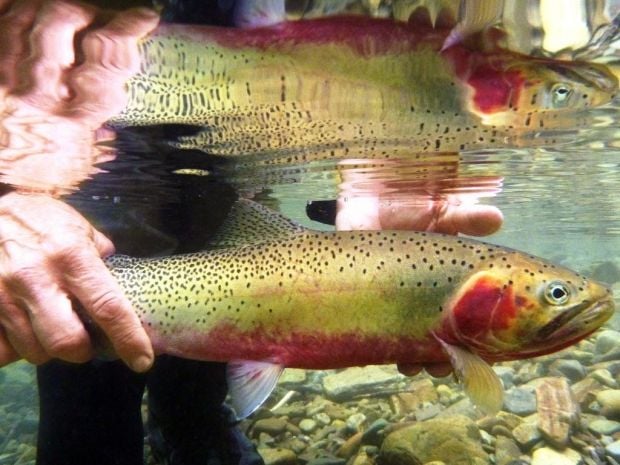 Cutthroat Trout Are Timeless Lure To Anglers   5359447e8cf70.image 