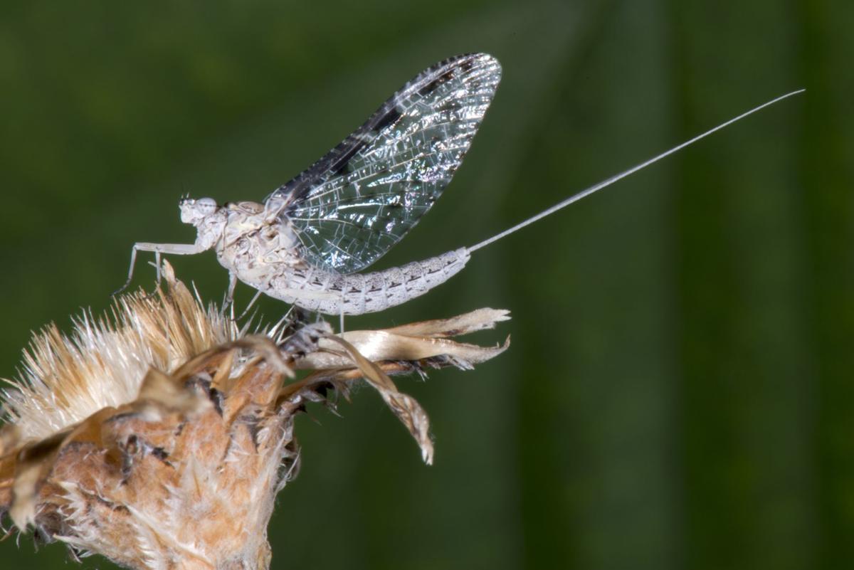 Mayfly hatches are signs of healthy waters, good fly fishing