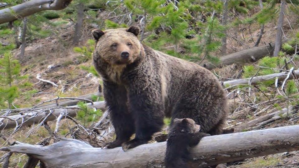 Bear Trapped At Campground Near West Yellowstone Headed To Wildlife Enclosure Outdoors Billingsgazette Com