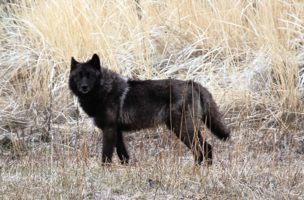 Wolf Wandering From Wyoming To Montana Caught On Video Later Shot By Hunter Outdoors Billingsgazette Com