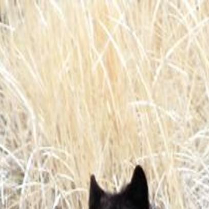 wolf wandering from wyoming to montana