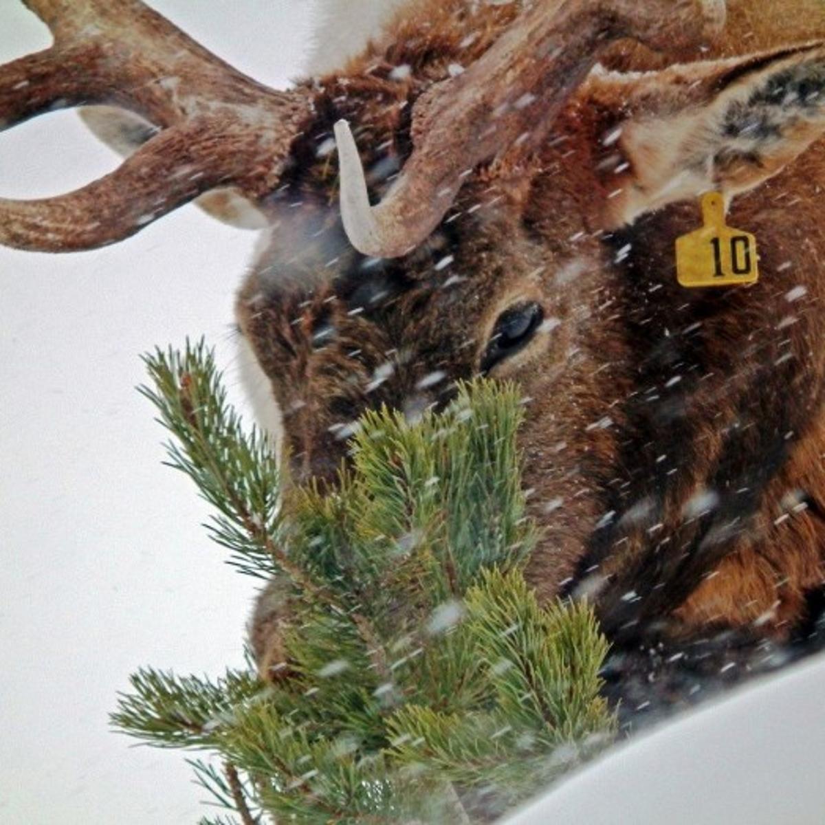 Famed Yellowstone Bull Elk Dies Outdoors Billingsgazette Com