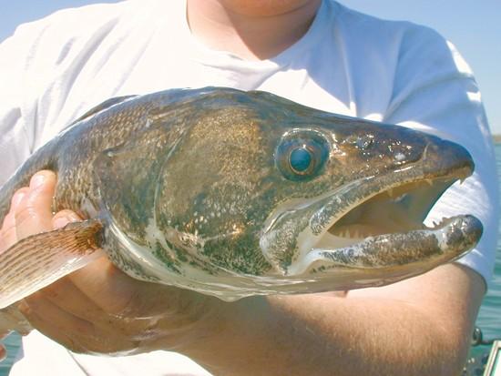 Fishing Care Package Largemouth Bass Mystery Box Nigeria | Ubuy