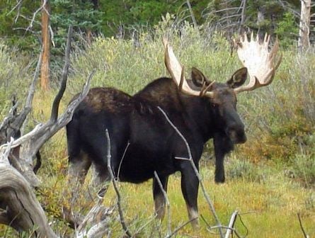 WGFD counts 29 moose west of Buffalo | Outdoors | billingsgazette.com