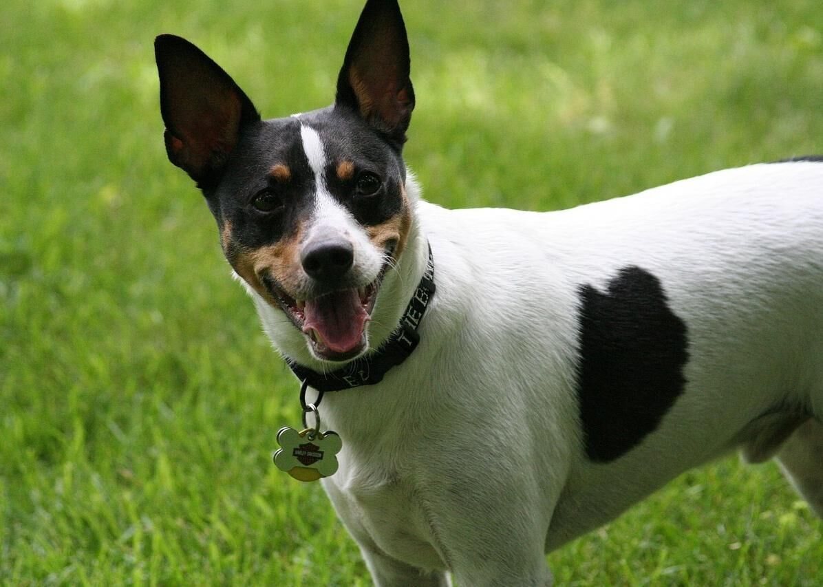 mountain cur rat terrier mix