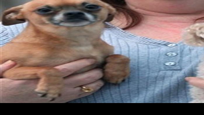 Fairbanks Woman Provides For Homeless Dogs News Billingsgazette Com