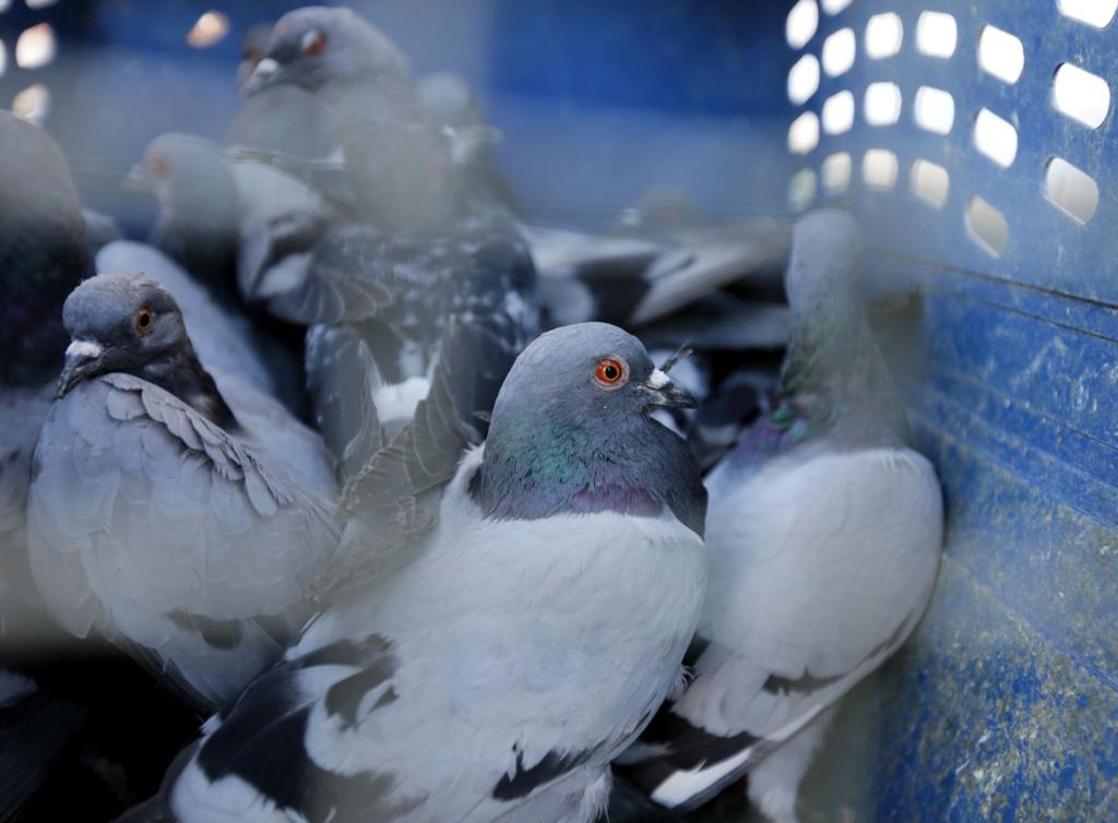 For 2 A Bird This Man Traps Glendive S Pigeons Montana News