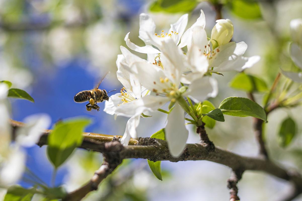 Honey bee enjoying May flowers
