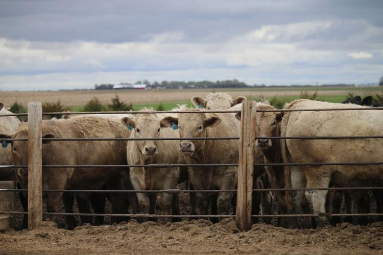 Ag in the family Feedlot operation allows father, sons to maintain
