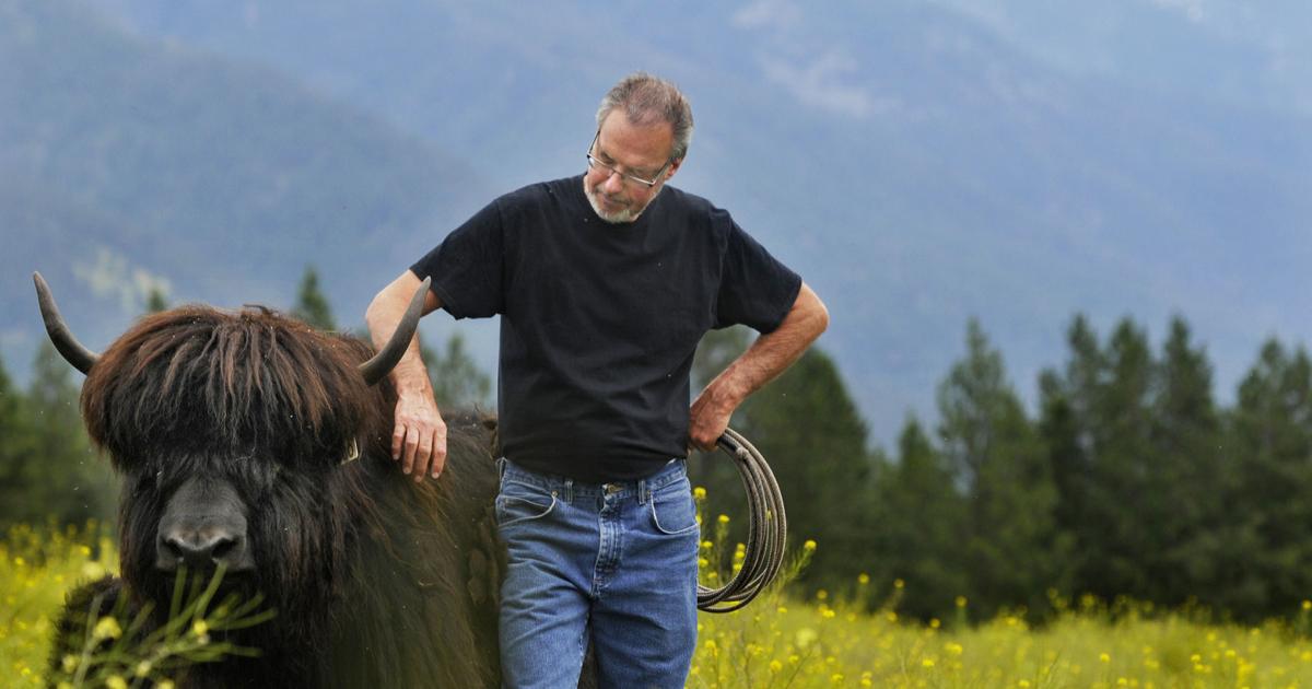 Tibet Ranchers Montana rancher raises prized breeding Tibetan yaks