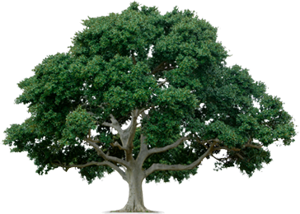 img-tree.png