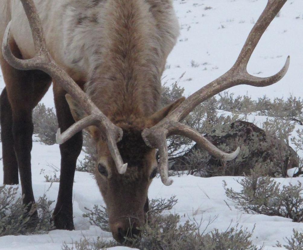 Application deadline looms for N.D. elk, moose, sheep licenses