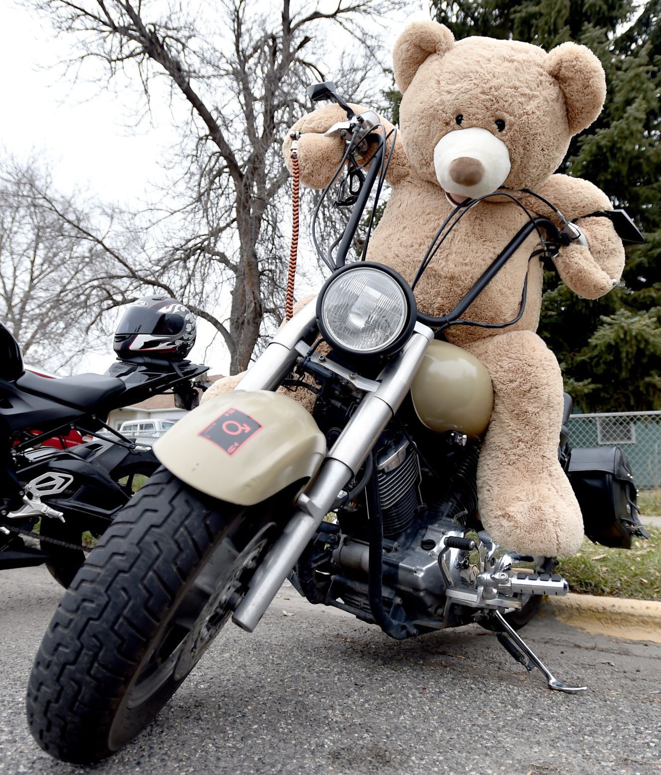 teddy bear on a motorcycle