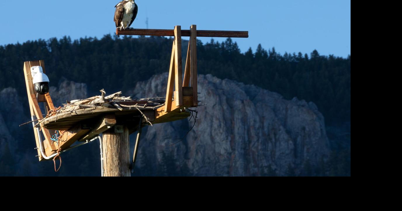 'A window into the lives of wild birds': Spring Meadow osprey nest video stream goes live