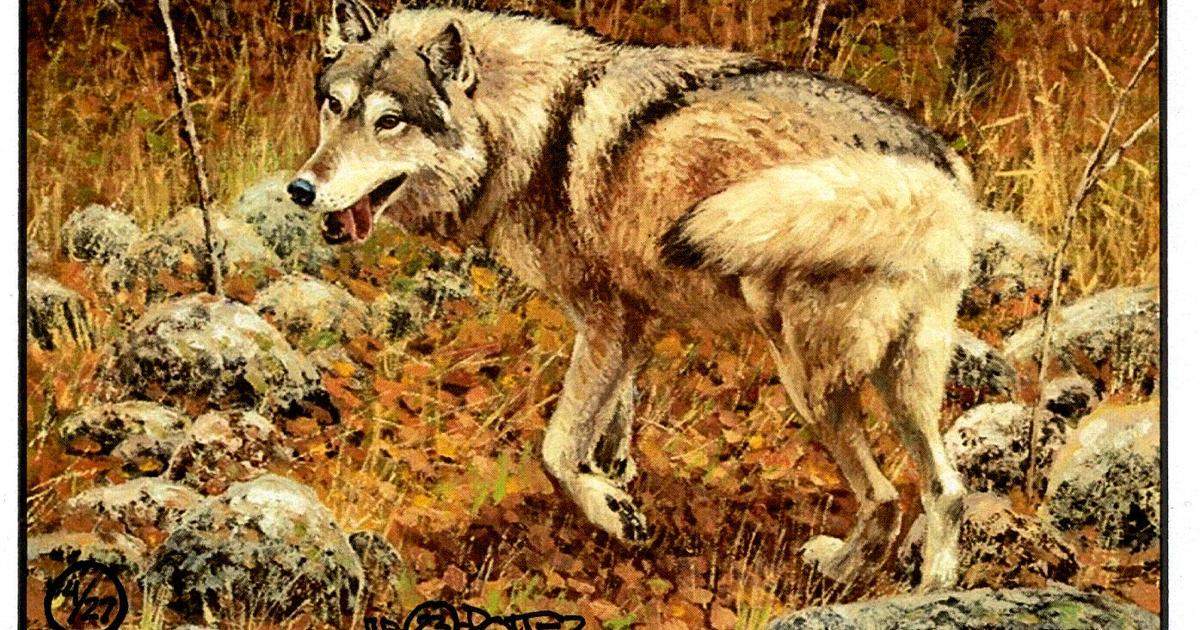 Island wolves adapt to eat sea otters