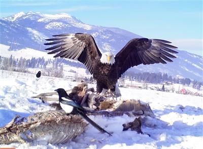 Hidden Camera Project Lets Citizen Scientists Track Eagles