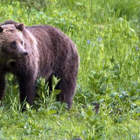 FWP confirms first sighting of Grizzly bear in the Pryors - Vimarsana News