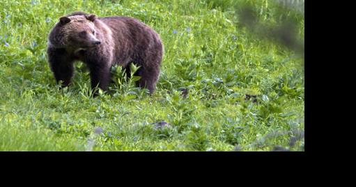 FWP confirms first sighting of Grizzly bear in the Pryors - Vimarsana News