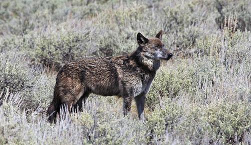 Yellowstone wolf 926F