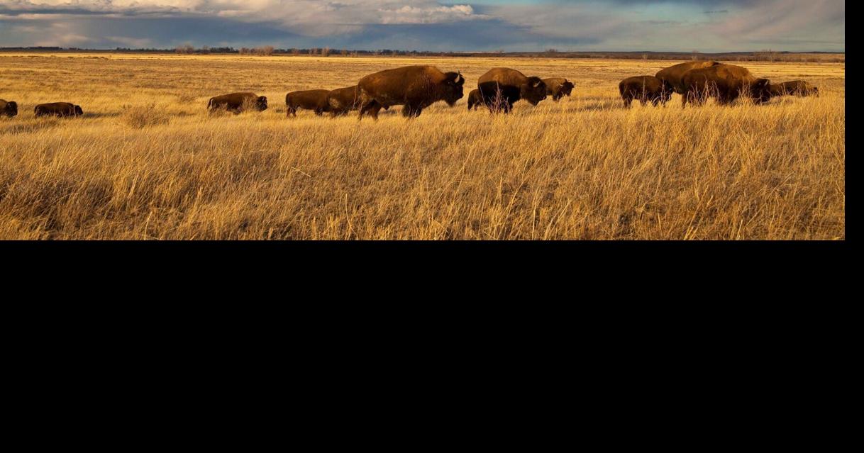 BLM upholds decision to revoke American Prairie's bison grazing leases